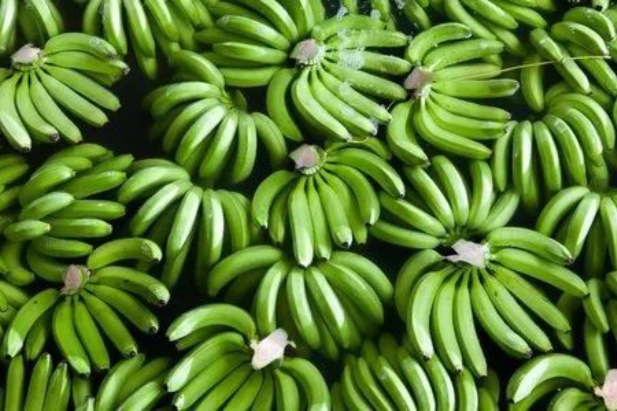 Fresh Produce Export